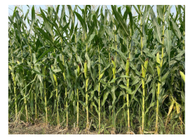 thumbnail Nutritious Meals for a Cow